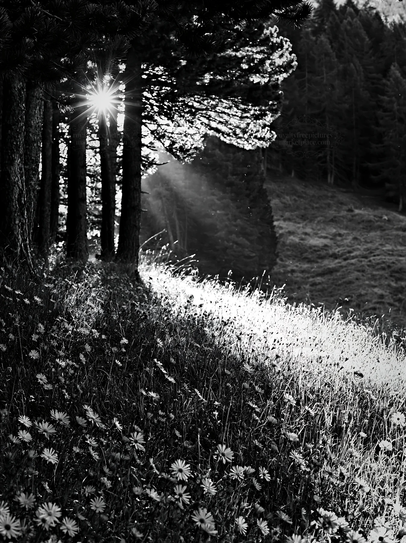 Sunbeams shining through trees in Alpe di Siusi meadow