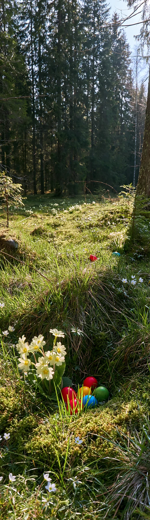 Spruce forest meadow with flowers and colorful objects