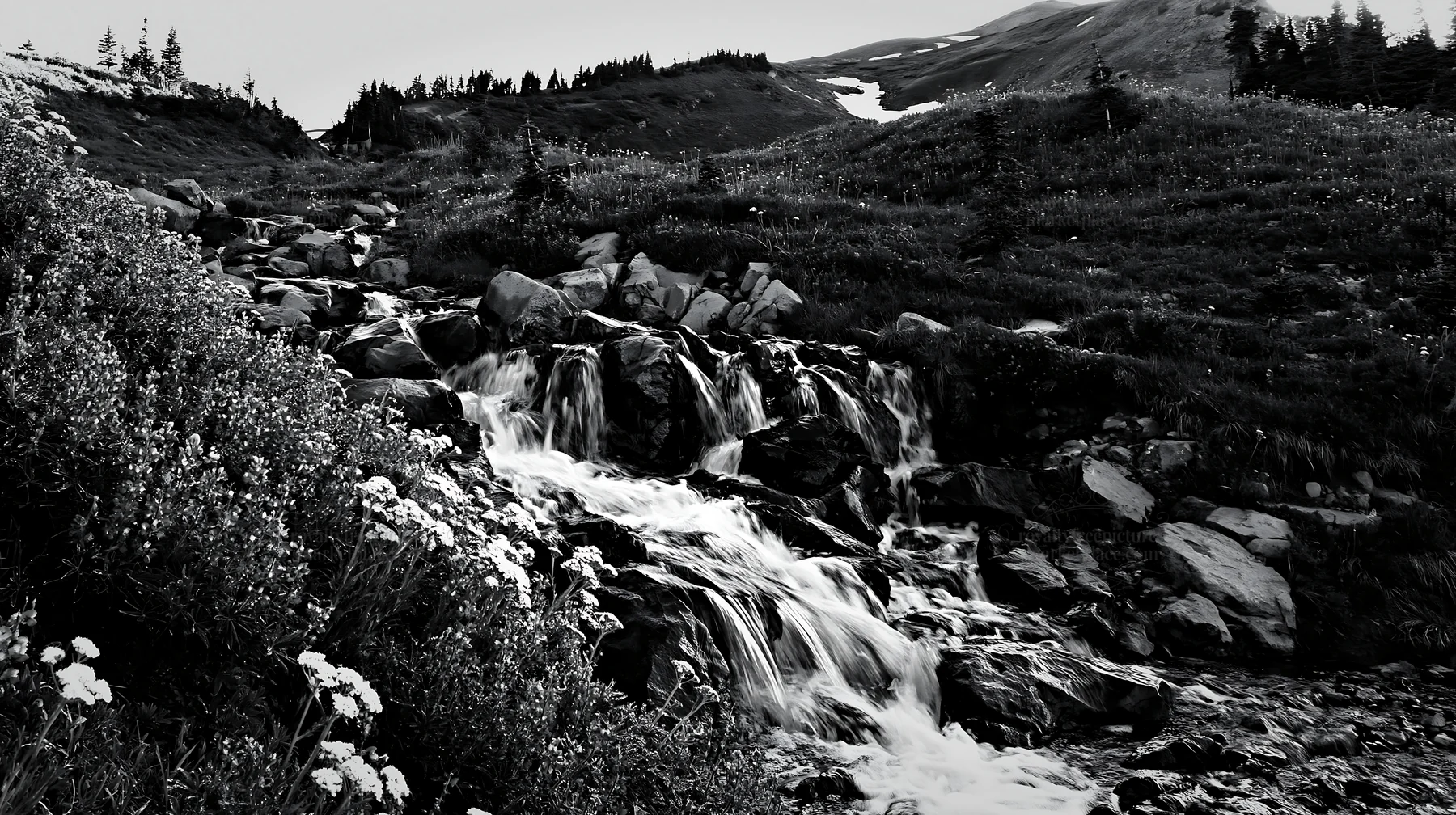 Mountain flower meadow with small waterfall in black and white - AI-generated stock image