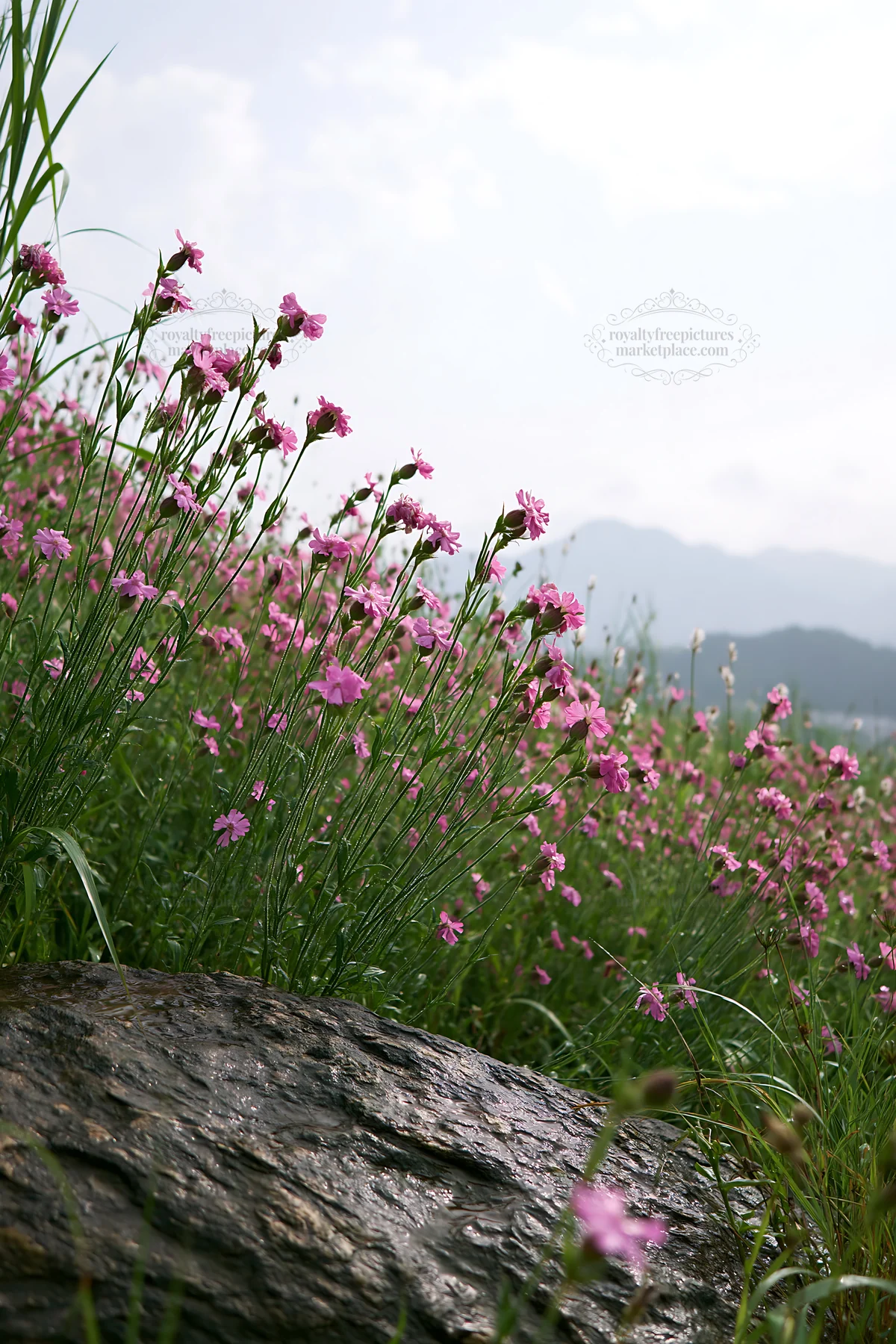 Hiroshima meadow filled with flowers and smooth rocks in rain - AI-generated stock image