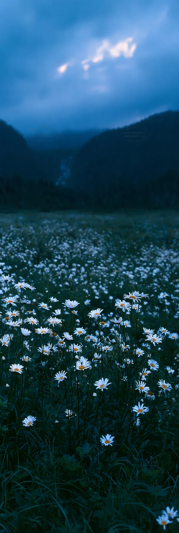 Misty waterfall in flower meadow landscape