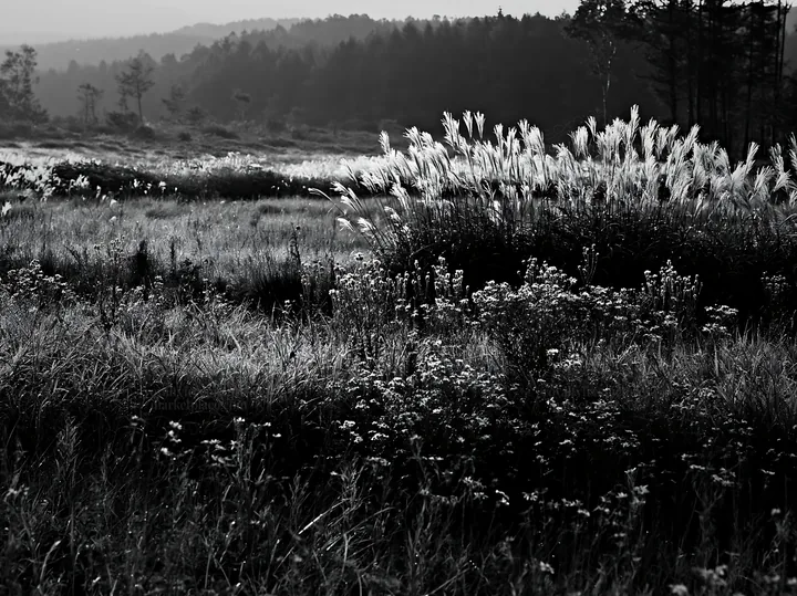 Dew on Nagano silver grass meadow in monochrome - AI-generated stock image