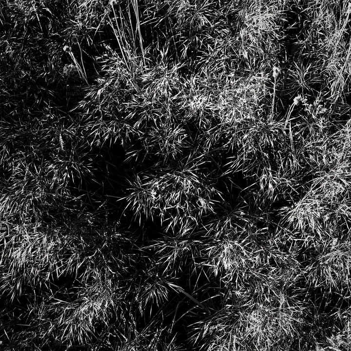 Meadow grass seedheads in black and white - AI-generated stock image