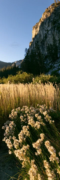 Meadow grass seedheads in sunlight near rocky cliffs - AI-generated stock image
