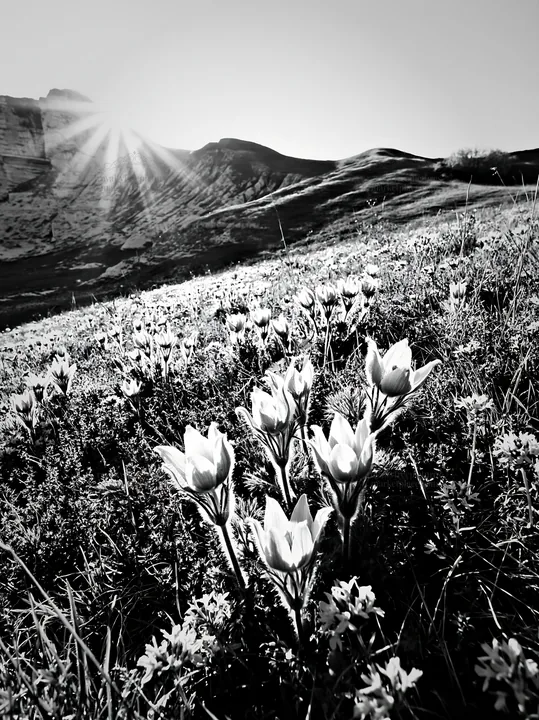 Pasqueflowers bloom in a chalk meadow at sunrise - AI-generated stock image