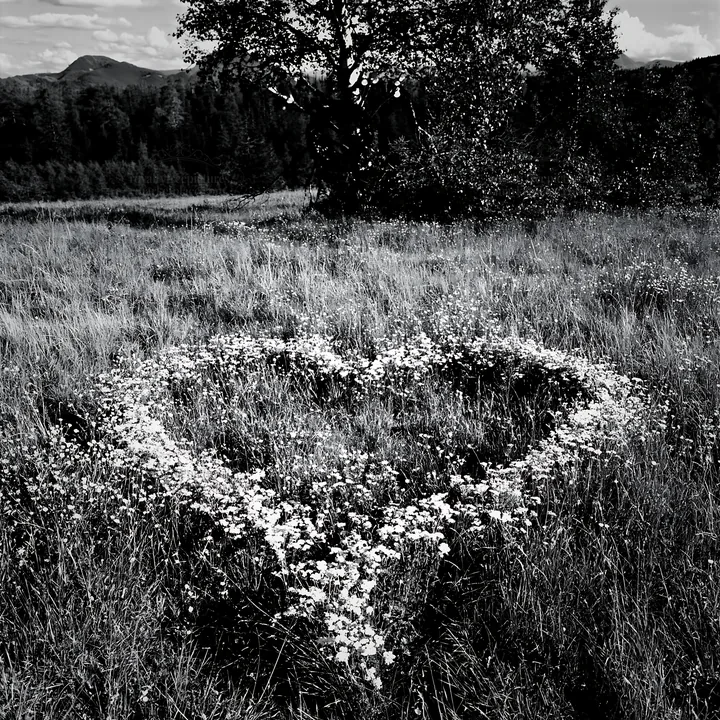 Heart-shaped flower arrangement in Tatra Mountains meadow - AI-generated stock image