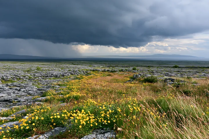 Colorful buttercup meadow under a stormy sky - AI-generated stock image