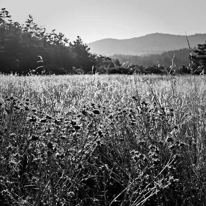 Pine forest meadow with wildflowers in black and white - AI-generated stock image