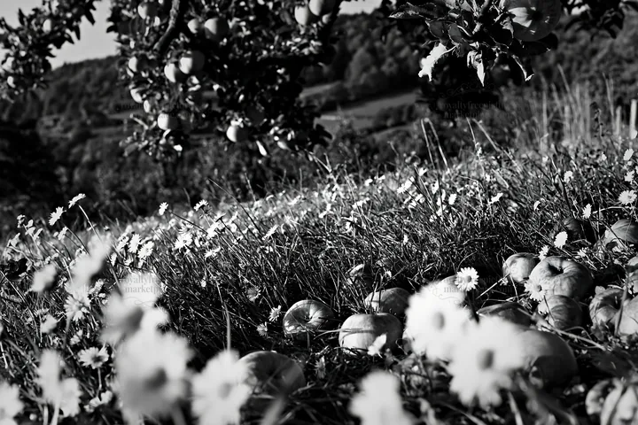Daisy apples in a meadow under clear sky - AI-generated stock image