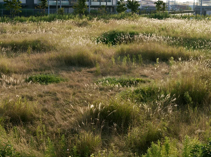 Tokyo urban biodiversity meadow with seedheads in daylight - AI-generated stock image