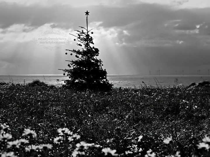 Christmas tree in meadow with rays of light behind - AI-generated stock image
