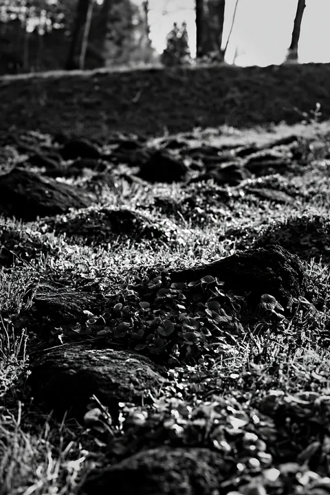Yamanashi meadow with basalt stones and greenery - AI-generated stock image