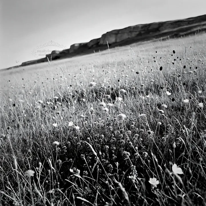 Sunny dry meadow filled with flowers and open space - AI-generated stock image
