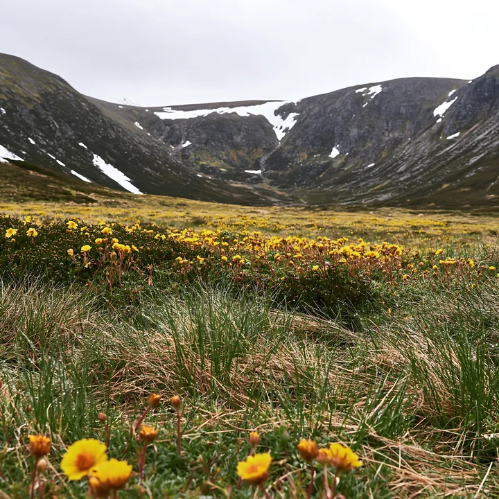Snowline meadow with flowers and mountains in the background - AI-generated stock image