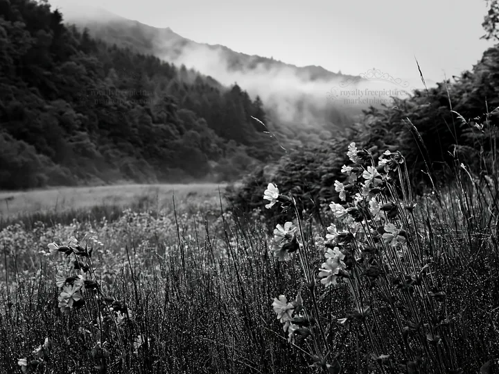 Meadow with campion and foggy mountains in the background - AI-generated stock image