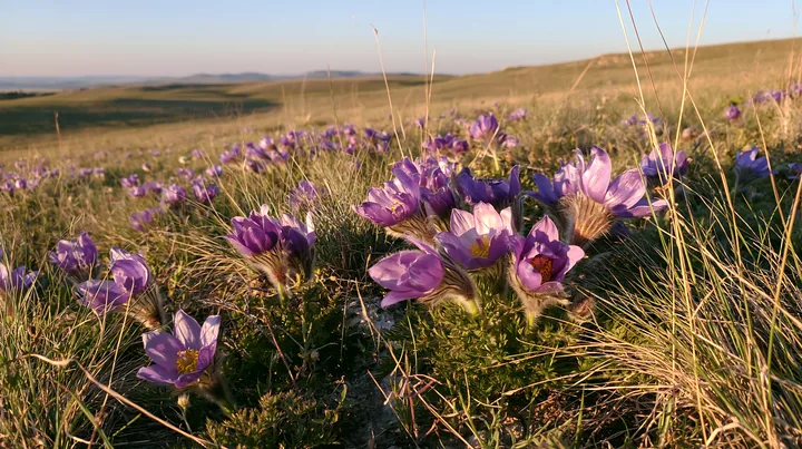 Sunny limestone meadow with purple flowers in the foreground - AI-generated stock image