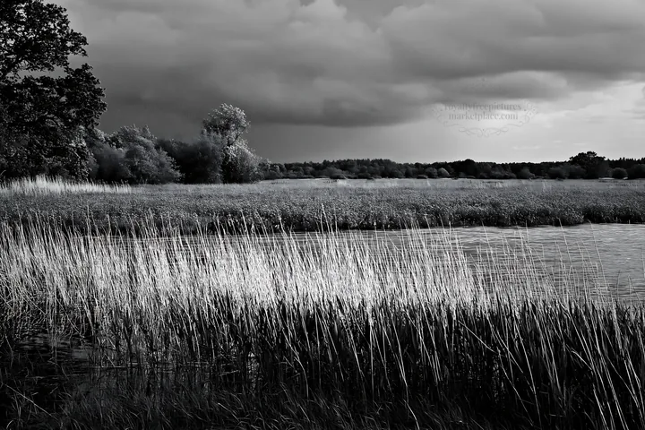 Saga floodplain meadow with reeds and cloudy sky - AI-generated stock image