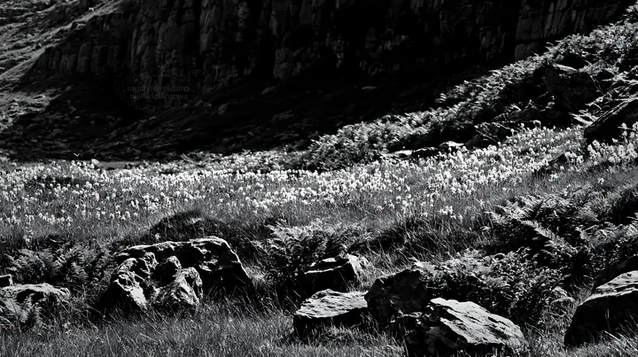 Biodiverse meadow with rocks and ferns in black and white - AI-generated stock image