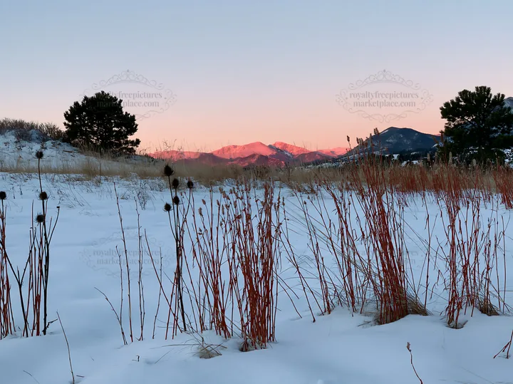 Snowy meadow with red plants against mountain backdrop at dawn - AI-generated stock image