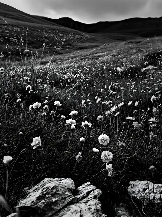 Cloudy rockrose meadow with white flowers in the foreground - AI-generated stock image
