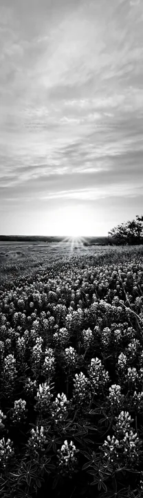 Bluebonnet meadow at sunrise in black and white - AI-generated stock image