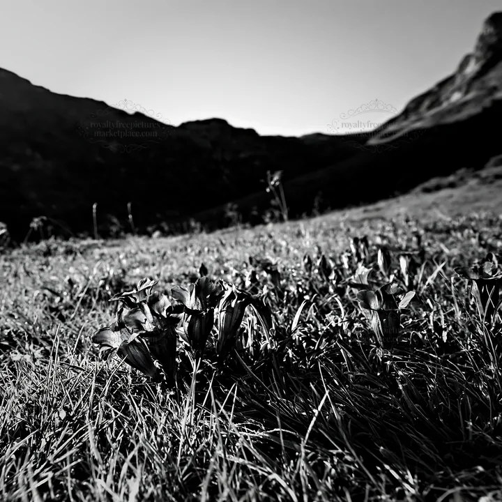 Flower meadow below a cascade in black and white - AI-generated stock image