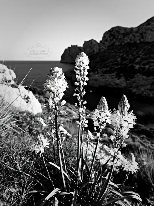Clifftop meadow with white flowers overlooking the ocean - AI-generated stock image