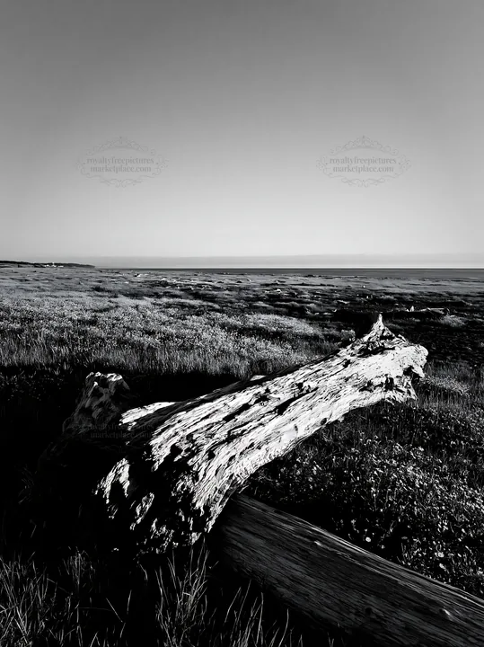 Driftwood on Chiba coastal meadow under clear sky - AI-generated stock image