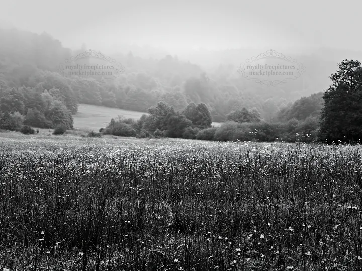 Foggy meadow in the German foothills with wildflowers - AI-generated stock image
