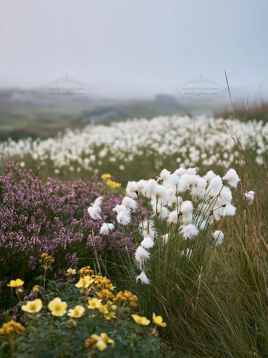 Cottongrass meadow and wildflowers in soft afternoon light - AI-generated stock image