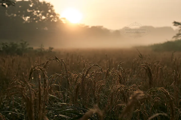 Iwate meadow with seedheads in the foreground at sunrise - AI-generated stock image
