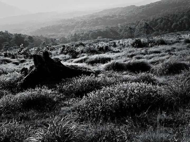 Fukushima native meadow with weathered stump on a hillside - AI-generated stock image