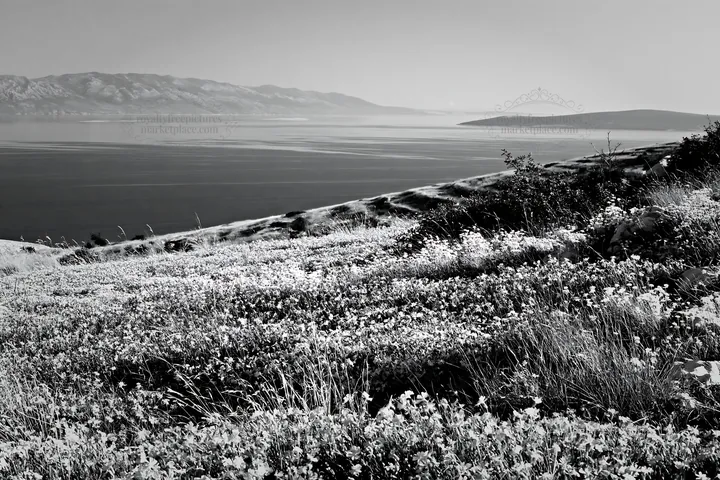 Croatian meadow overlooking the Adriatic coast - AI-generated stock image