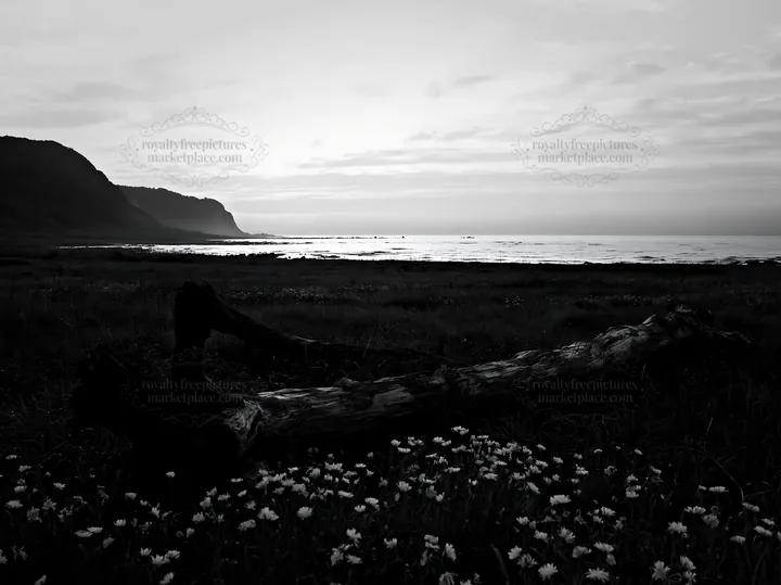 Ishikawa coastal meadow with driftwood during a storm - AI-generated stock image