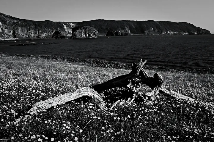 Nagasaki coastal meadow with driftwood and ocean view - AI-generated stock image