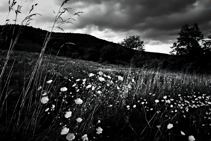 Colorful buttercup meadow under cloudy sky - AI-generated stock image