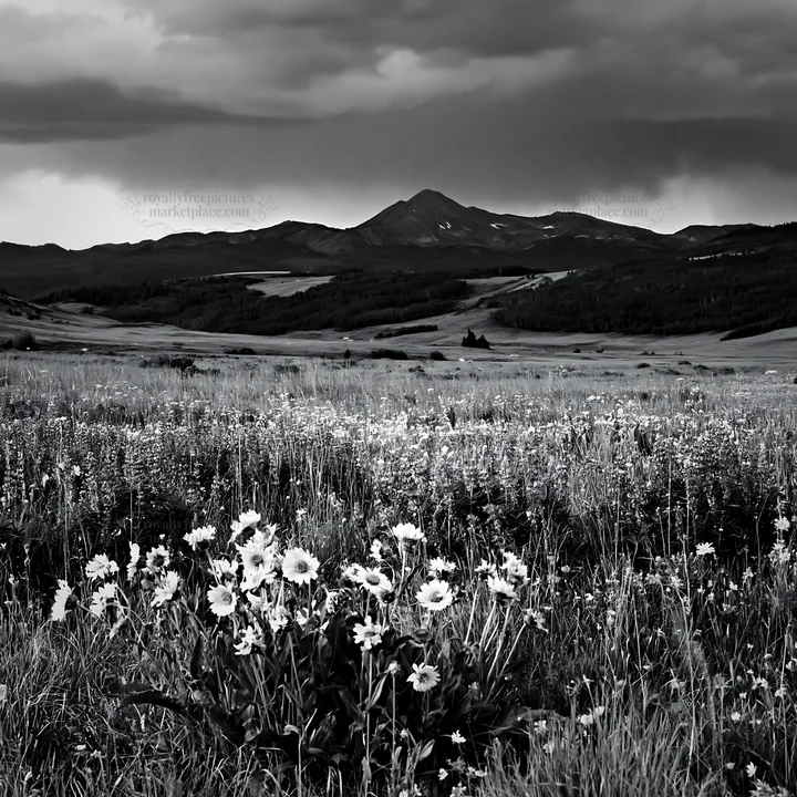 Rainwashed meadow with flowers and distant mountains - AI-generated stock image