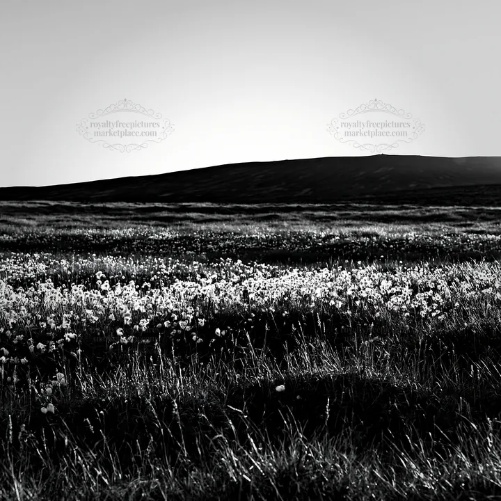 Cottongrass meadow glow in natural light - AI-generated stock image