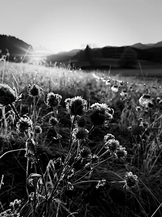 Frosty meadow with seedheads and lanterns at sunrise - AI-generated stock image